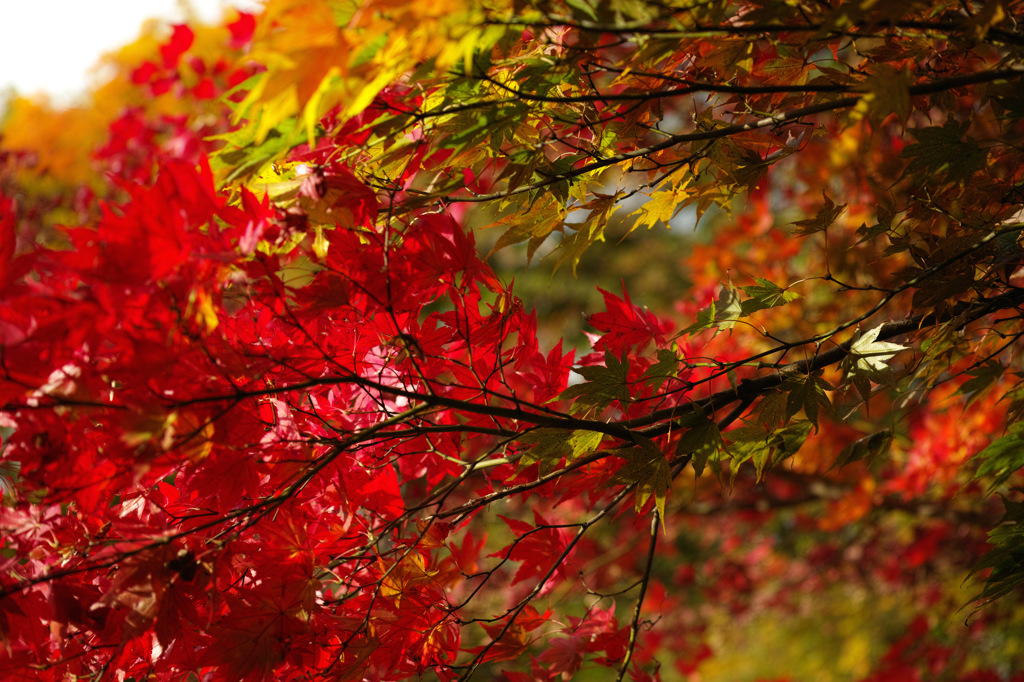 紅葉