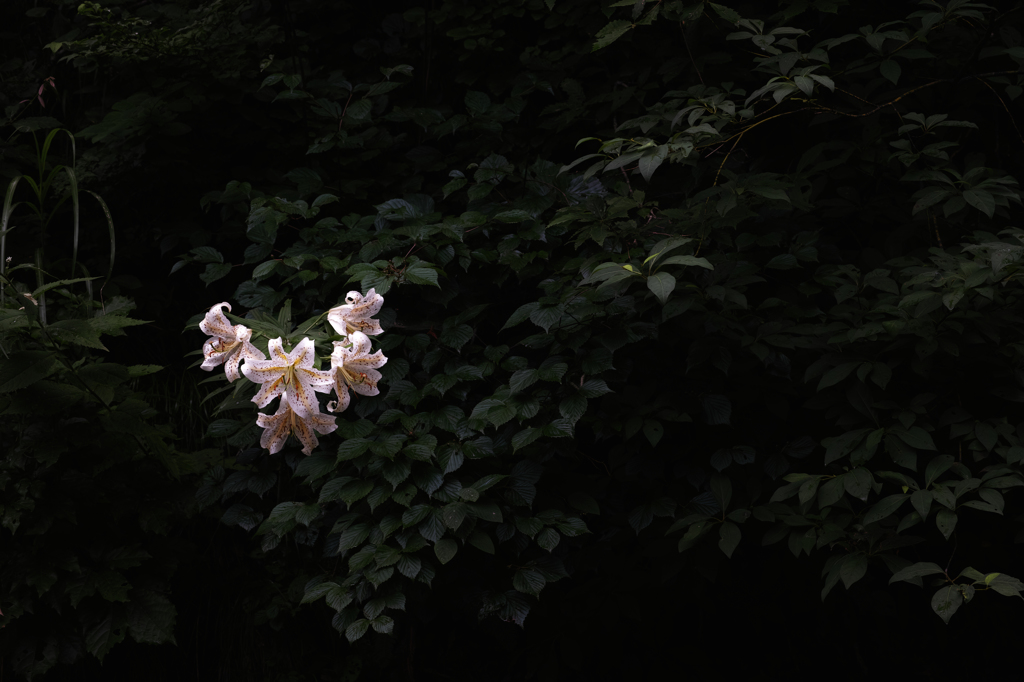 山百合