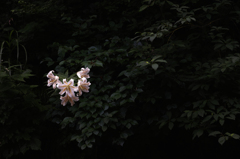 山百合
