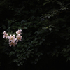 山百合