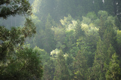 SDIM9234
