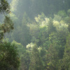 SDIM9234