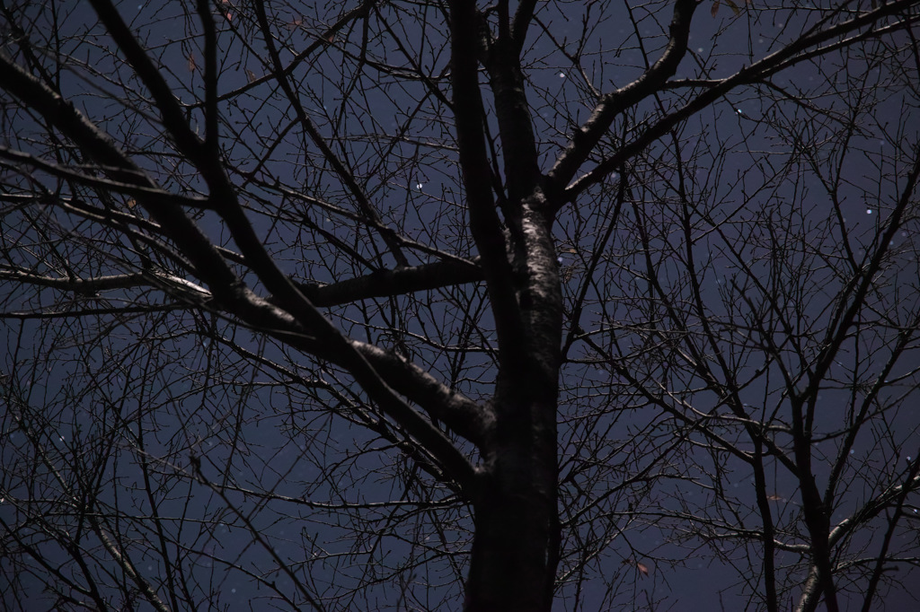 SDIM1938