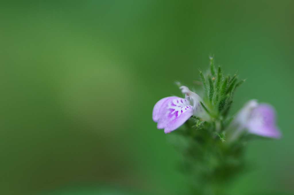 小さな花