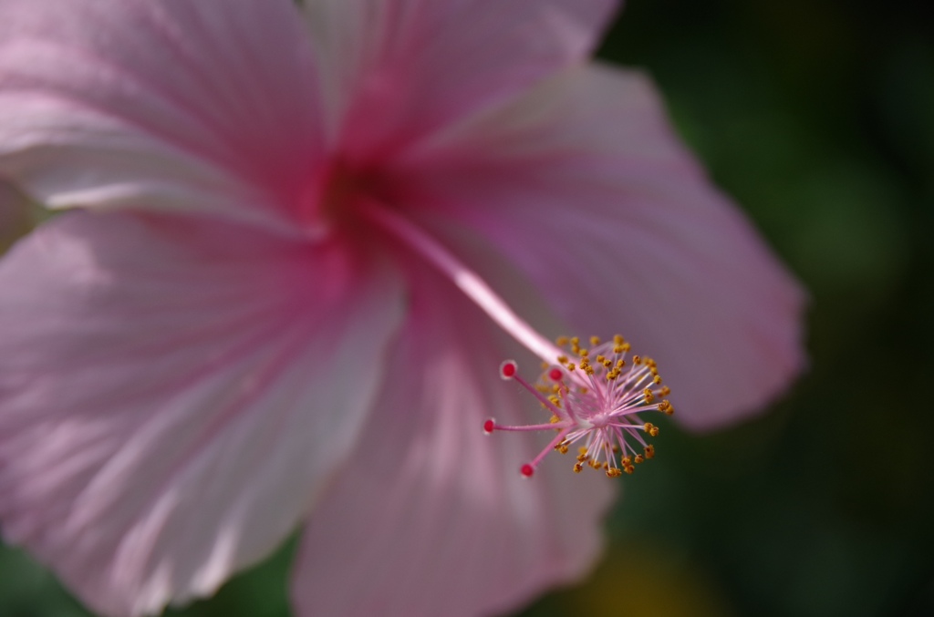 華奢