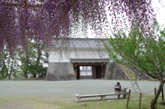 小田原城の藤