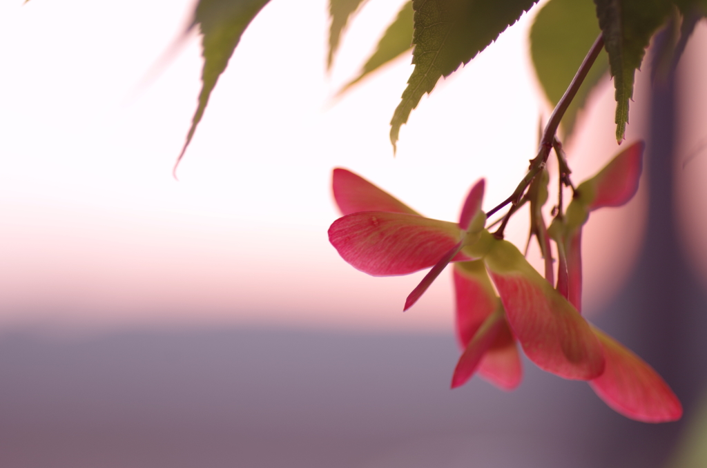 夕日とモミジの花