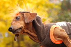 イチョウと愛犬