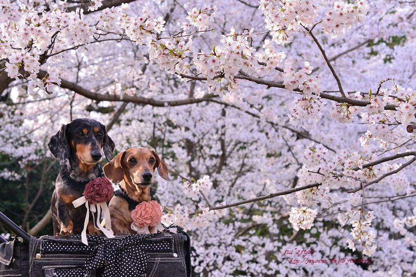 桜ダックス♪