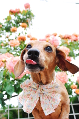 バラと愛犬