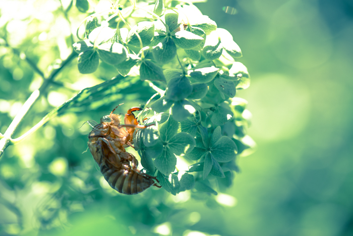 紫陽花と蝉の抜け殻