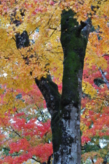 紅葉