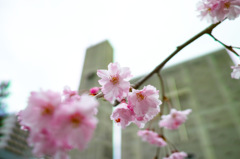 教会で枝垂れ桜
