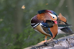 井の頭公園にて