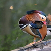 井の頭公園にて