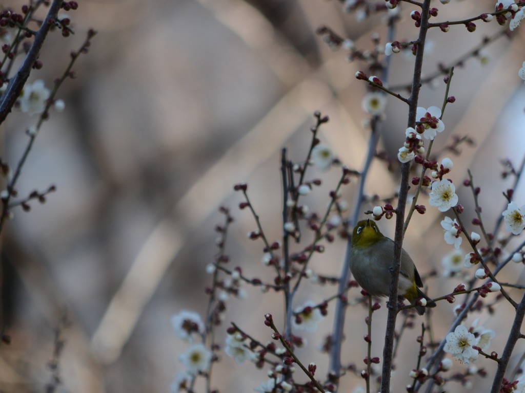 鳥