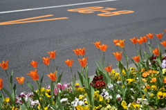 な～らんだ♪チューリップの花が♪