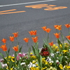 な～らんだ♪チューリップの花が♪