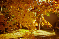 最後の紅葉