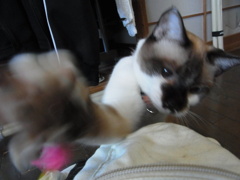 にゃ！！