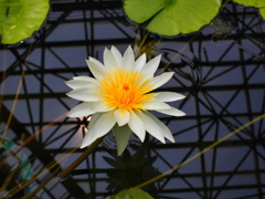 蓮