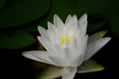 睡蓮