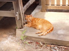 猫②