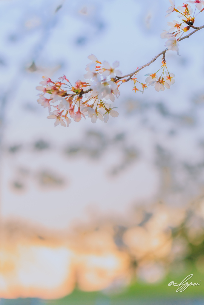 桜