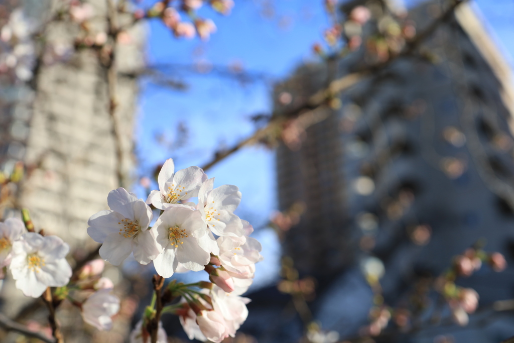 春の始まり