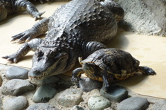 ワニとカメ