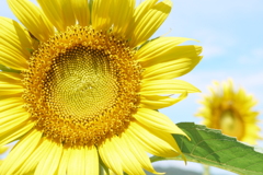 ひまわり その２