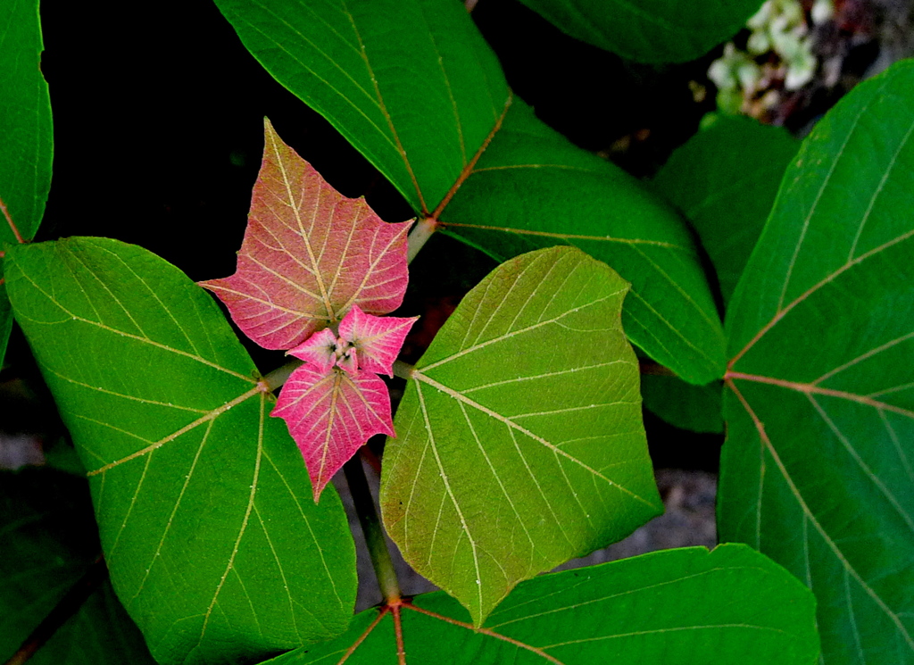 木の芽