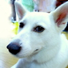 座敷犬？
