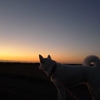 Predawn