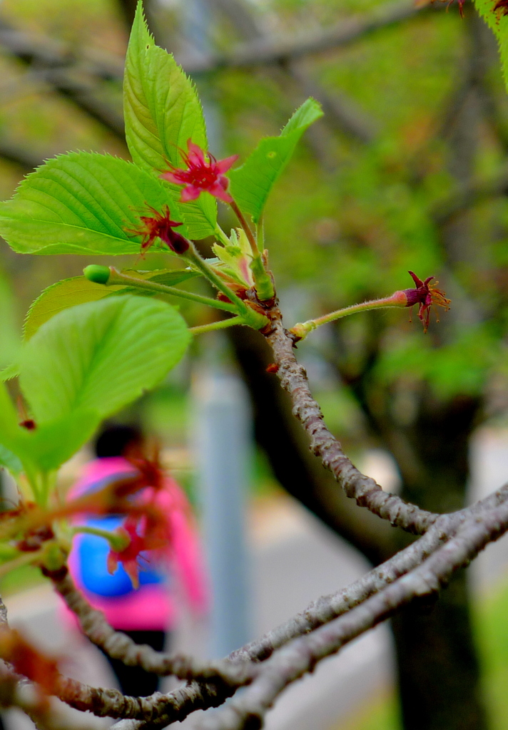 桜蕊のころ