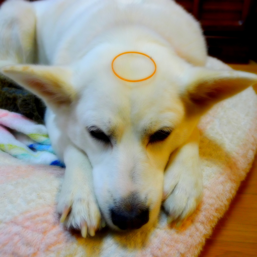 天使の輪？？