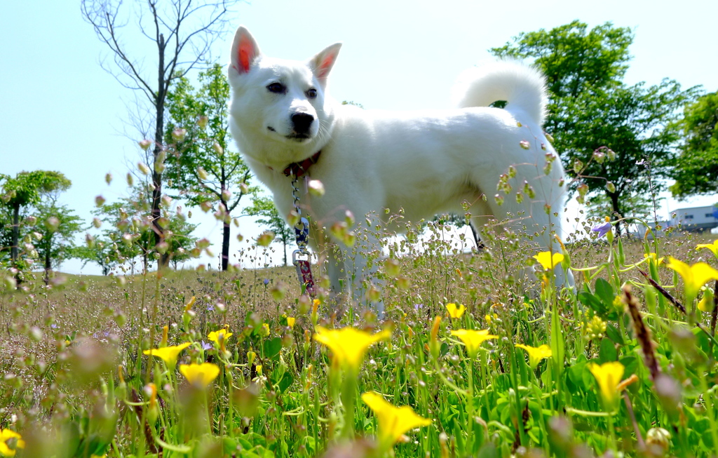 花咲く丘