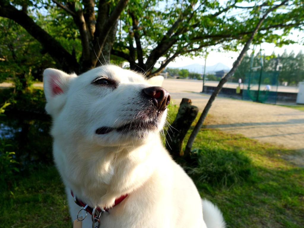 風の匂い