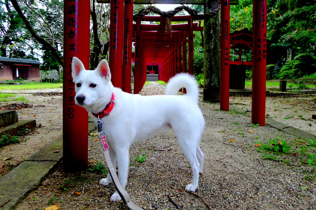 岡山城址烏森神社