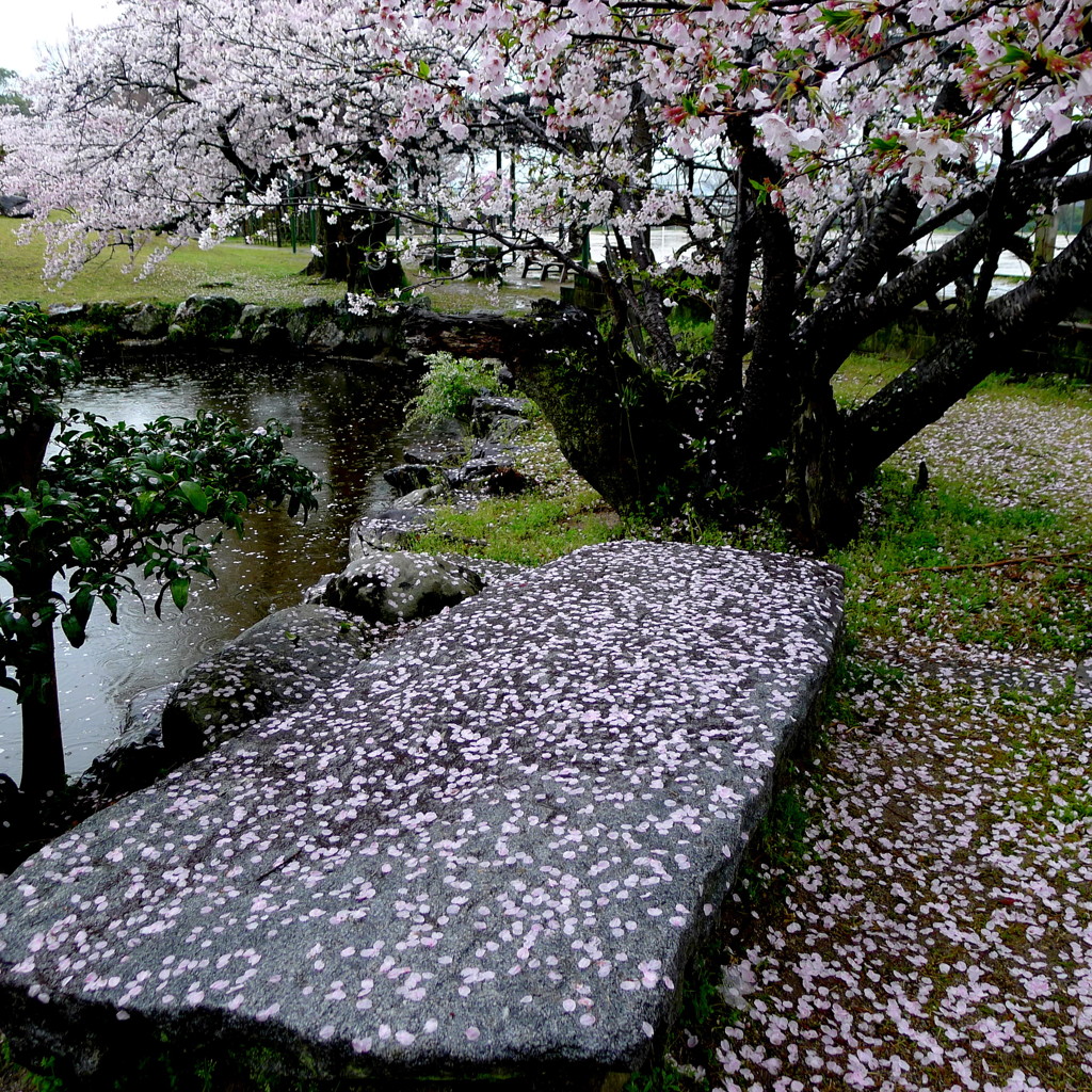 散る桜残る桜も・・・