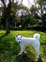 森林公園