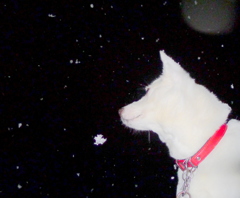ボタン雪の降る夜空