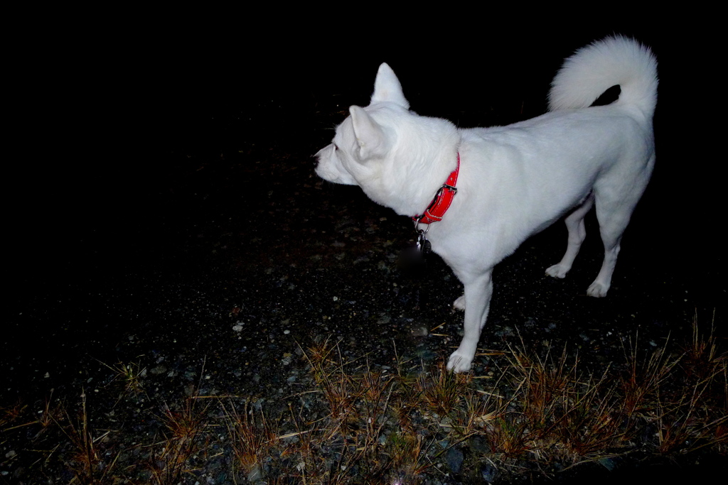 Dark in the morning promenade