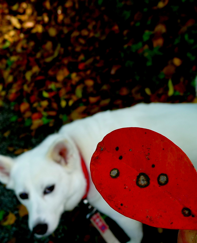 楠の落ち葉と白犬 By 釣り人 Id 写真共有サイト Photohito