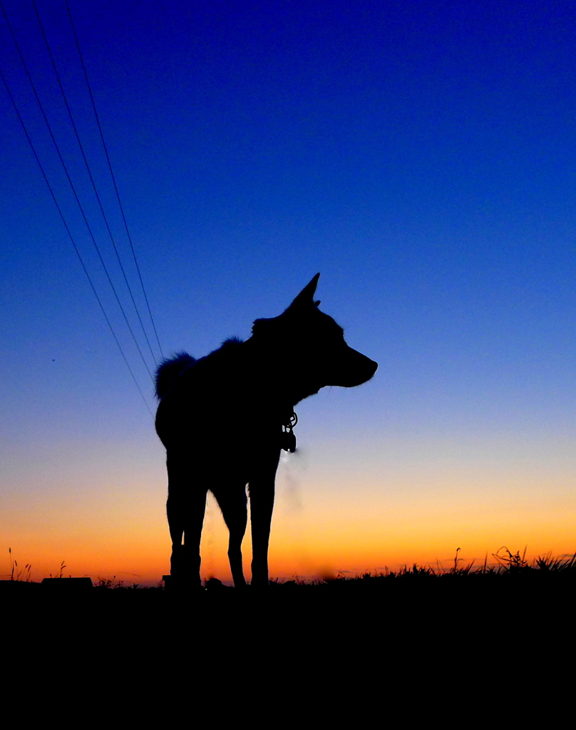 Silhouette in the morning