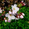 桜咲く