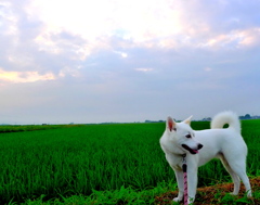 ８月の水田