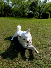 枝も食べるの？