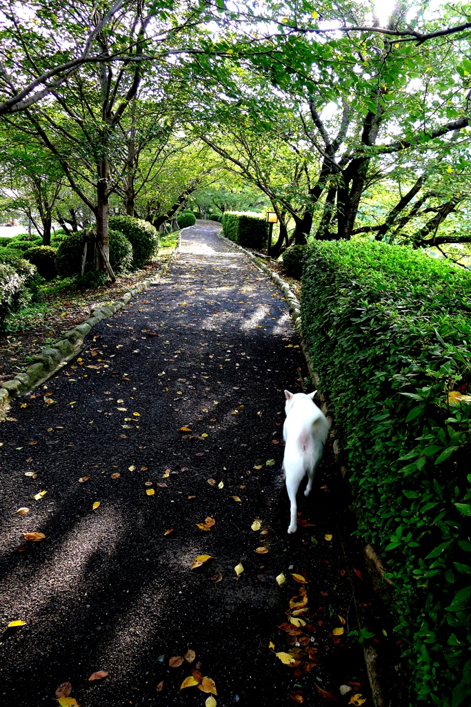 散歩道