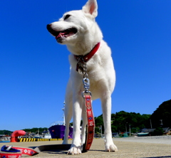 青い空と犬